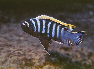 Cynotilapia zebroides 'Ndumbi Rocks'